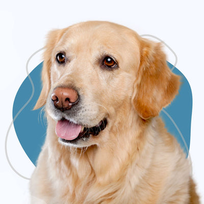 Dog Products