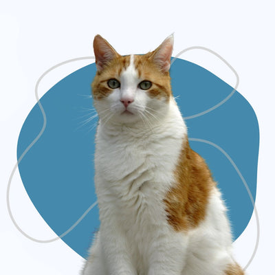 Cat Products